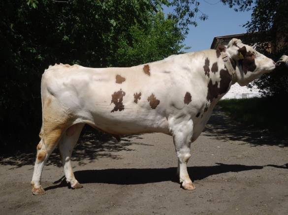 ДИСК 4313 КСГФ-196